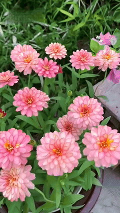 Moss Rose Seeds Portulaca seeds