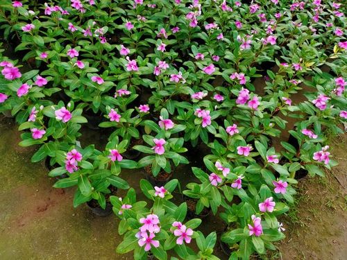 Vinca Seeds  Assorted Mix Periwinkle Flower Seeds