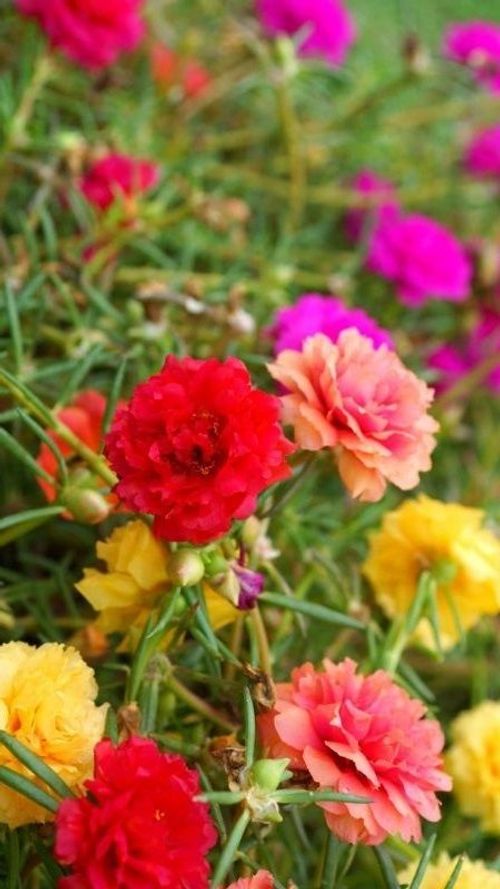 Moss Rose Seeds Portulaca seeds