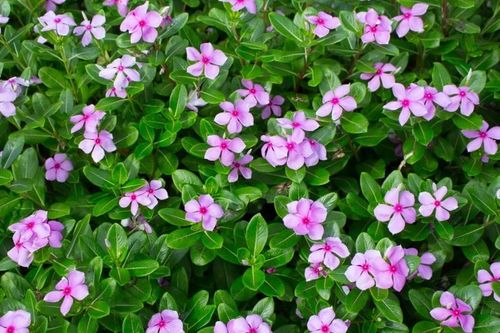 Vinca Seeds  Assorted Mix Periwinkle Flower Seeds