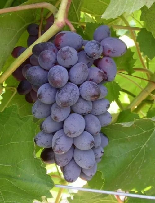🔥HOT SALE🔥 COD！Summer Black Grape Seeds—Grape Seedlings: Red Grapes, Beauty's Finger, Kyoho—Summer Black Grape Seeds, Grape Tree Seeds