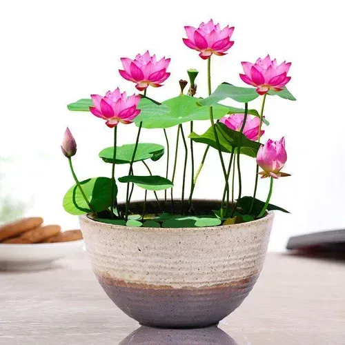 🌺Ceramic Bowl Water-Raised Lotus Indoor Florals Easy-to-Grow All-Year Flowering Seeds for Living Room Decor