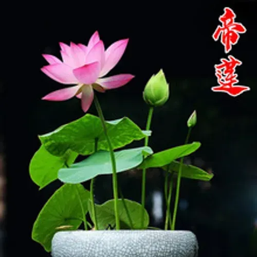 🌺Ceramic Bowl Water-Raised Lotus Indoor Florals Easy-to-Grow All-Year Flowering Seeds for Living Room Decor