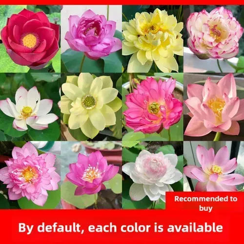 🌺Ceramic Bowl Water-Raised Lotus Indoor Florals Easy-to-Grow All-Year Flowering Seeds for Living Room Decor