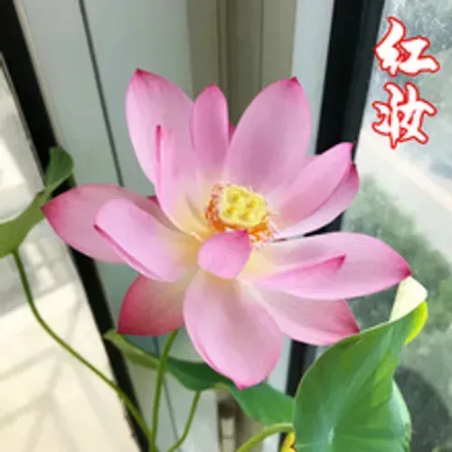 🌺Ceramic Bowl Water-Raised Lotus Indoor Florals Easy-to-Grow All-Year Flowering Seeds for Living Room Decor