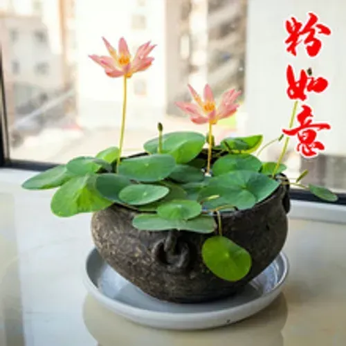 🌺Ceramic Bowl Water-Raised Lotus Indoor Florals Easy-to-Grow All-Year Flowering Seeds for Living Room Decor