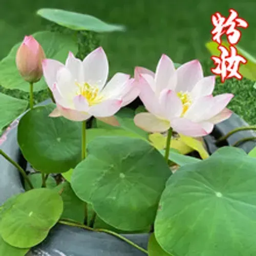 🌺Ceramic Bowl Water-Raised Lotus Indoor Florals Easy-to-Grow All-Year Flowering Seeds for Living Room Decor
