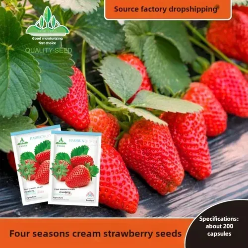 🍓Strawberry Seeds Seasonal Cream Strawberry Pot Plant Home Balcony Growing Hardy🍓