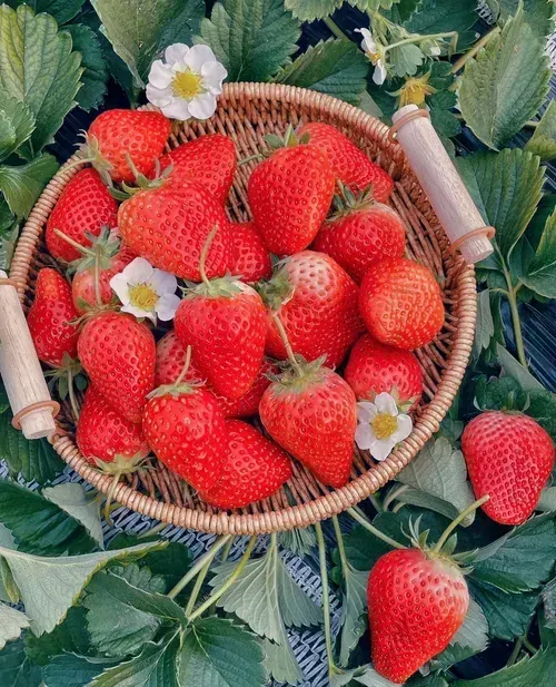 🍓Strawberry Seeds Seasonal Cream Strawberry Pot Plant Home Balcony Growing Hardy🍓