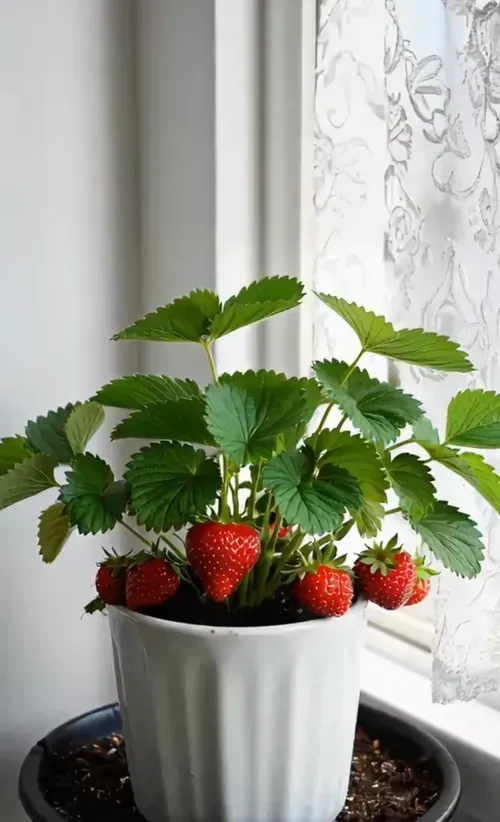 🍓Strawberry Seeds Seasonal Cream Strawberry Pot Plant Home Balcony Growing Hardy🍓