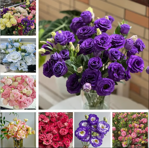 🌺🌺Double Petal Lisianthus Seeds Cold-Resistant All-Season Sowing Easy-to-Bloom Courtyard Platycodon Flower Seeds🌸🌺