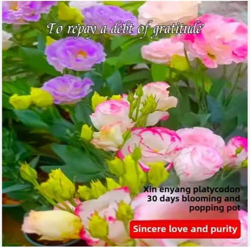 🌺🌺Double Petal Lisianthus Seeds Cold-Resistant All-Season Sowing Easy-to-Bloom Courtyard Platycodon Flower Seeds🌸🌺