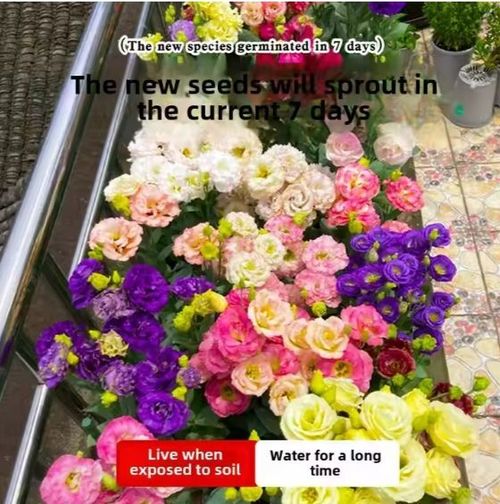 🌺🌺Double Petal Lisianthus Seeds Cold-Resistant All-Season Sowing Easy-to-Bloom Courtyard Platycodon Flower Seeds🌸🌺