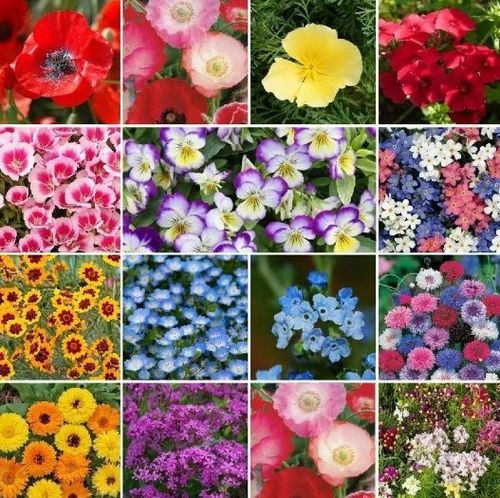 🌸7 days germination Last Day Sale - 50% OFF💐✨50 Flower Seeds That Bloom All Year Round