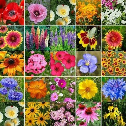 🌸7 days germination Last Day Sale - 50% OFF💐✨50 Flower Seeds That Bloom All Year Round