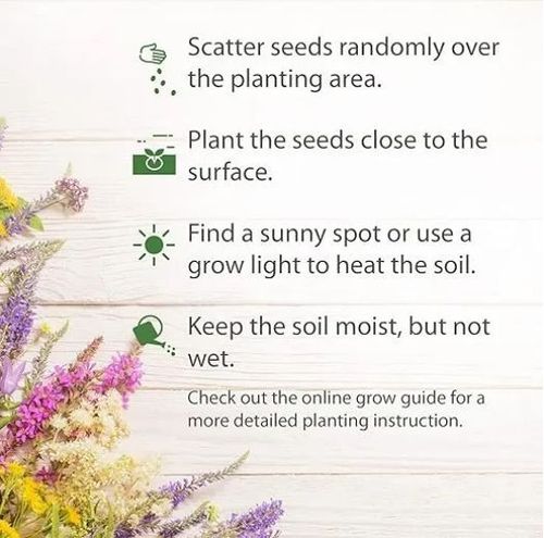 🌸7 days germination Last Day Sale - 50% OFF💐✨50 Flower Seeds That Bloom All Year Round