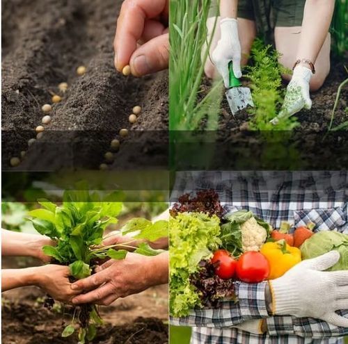 Vegetable Seed Vault Kit | 35 Variety Pack