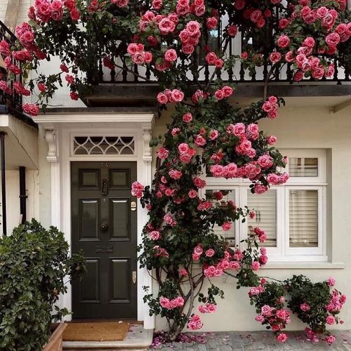 🌺Climbing Rose Seeds🌺Easy to maintain, drought and heat tolerant, can be planted in all seasons