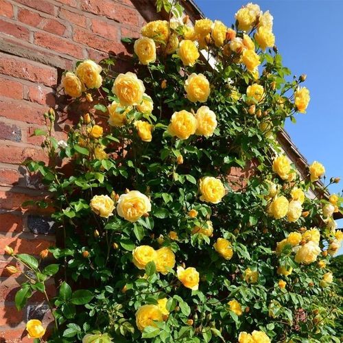 🌺Climbing Rose Seeds🌺Easy to maintain, drought and heat tolerant, can be planted in all seasons
