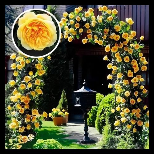 🌺Climbing Rose Seeds🌺Easy to maintain, drought and heat tolerant, can be planted in all seasons