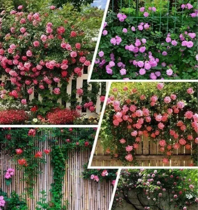 🌺Climbing Rose Seeds🌺Easy to maintain, drought and heat tolerant, can be planted in all seasons