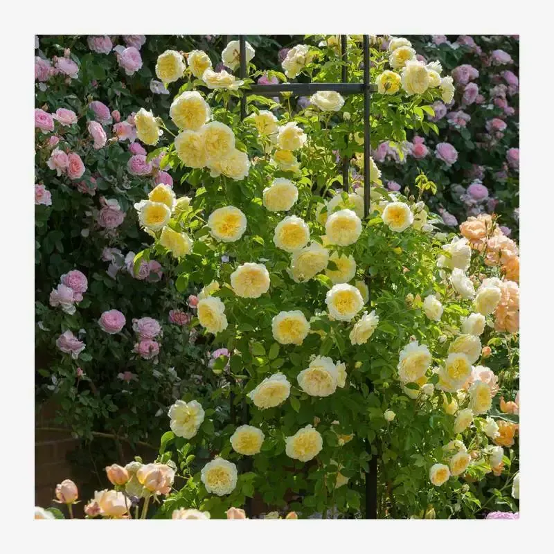 🌺Climbing Rose Seeds🌺Easy to maintain, drought and heat tolerant, can be planted in all seasons