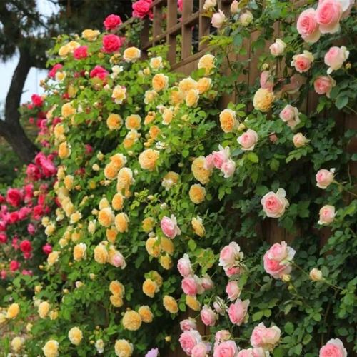 🌺Climbing Rose Seeds🌺Easy to maintain, drought and heat tolerant, can be planted in all seasons