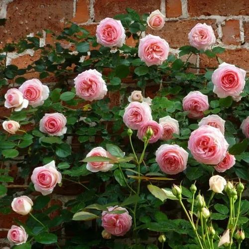 🌺Climbing Rose Seeds🌺Easy to maintain, drought and heat tolerant, can be planted in all seasons