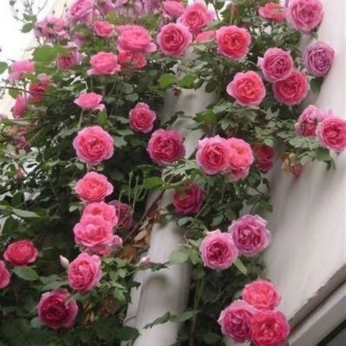 🌺Climbing Rose Seeds🌺Easy to maintain, drought and heat tolerant, can be planted in all seasons