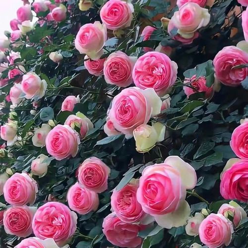 🌺Climbing Rose Seeds🌺Easy to maintain, drought and heat tolerant, can be planted in all seasons