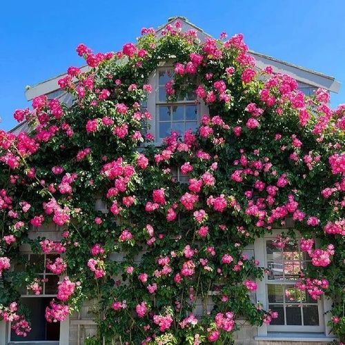 🌺Climbing Rose Seeds🌺Easy to maintain, drought and heat tolerant, can be planted in all seasons
