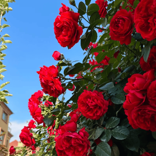 🌺Climbing Rose Seeds🌺Easy to maintain, drought and heat tolerant, can be planted in all seasons
