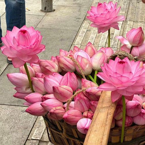 💐The Sacred Bonsai Bowl Lotus Flower - Sow all year round, grow well and are easy to grow!