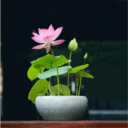 💐The Sacred Bonsai Bowl Lotus Flower - Sow all year round, grow well and are easy to grow!