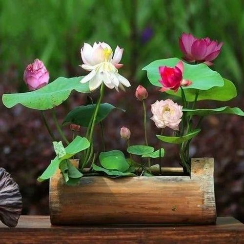 💐The Sacred Bonsai Bowl Lotus Flower - Sow all year round, grow well and are easy to grow!
