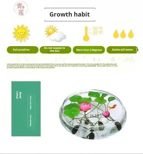 💐The Sacred Bonsai Bowl Lotus Flower - Sow all year round, grow well and are easy to grow!