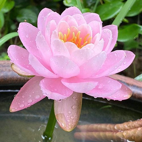 💐The Sacred Bonsai Bowl Lotus Flower - Sow all year round, grow well and are easy to grow!