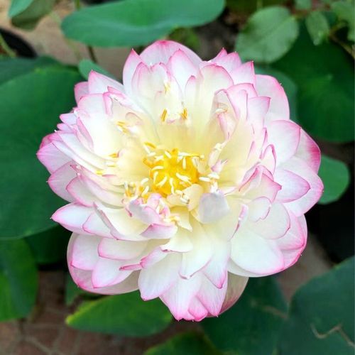 💐The Sacred Bonsai Bowl Lotus Flower - Sow all year round, grow well and are easy to grow!