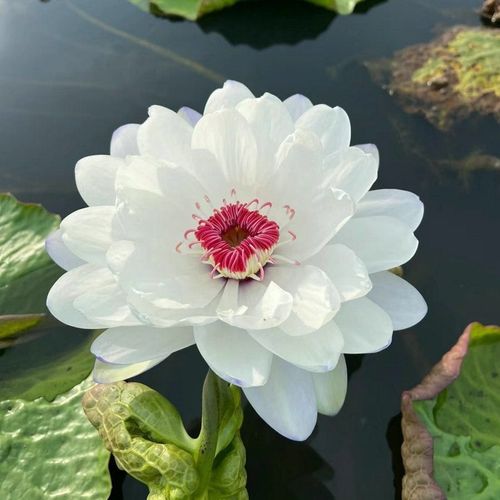 💐The Sacred Bonsai Bowl Lotus Flower - Sow all year round, grow well and are easy to grow!