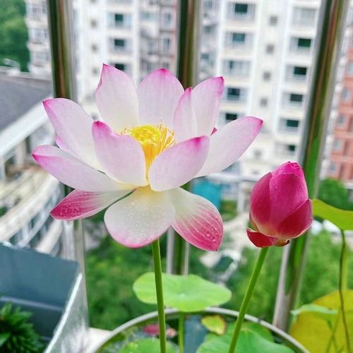 💐The Sacred Bonsai Bowl Lotus Flower - Sow all year round, grow well and are easy to grow!