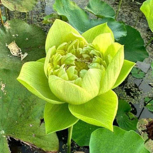 💐The Sacred Bonsai Bowl Lotus Flower - Sow all year round, grow well and are easy to grow!