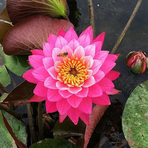 💐The Sacred Bonsai Bowl Lotus Flower - Sow all year round, grow well and are easy to grow!