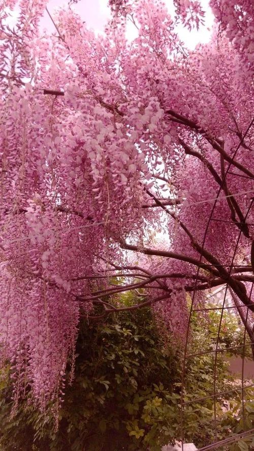 🌸WISTERIA - THE GARDENS CASCADING BEAUTY ALL YEAR ROUND