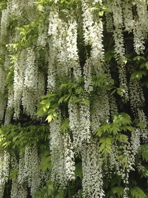 🌸WISTERIA - THE GARDENS CASCADING BEAUTY ALL YEAR ROUND