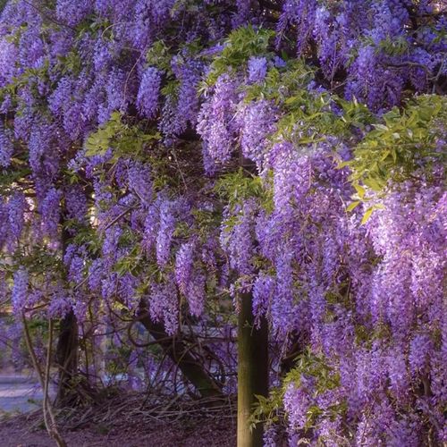 🌸WISTERIA - THE GARDENS CASCADING BEAUTY ALL YEAR ROUND