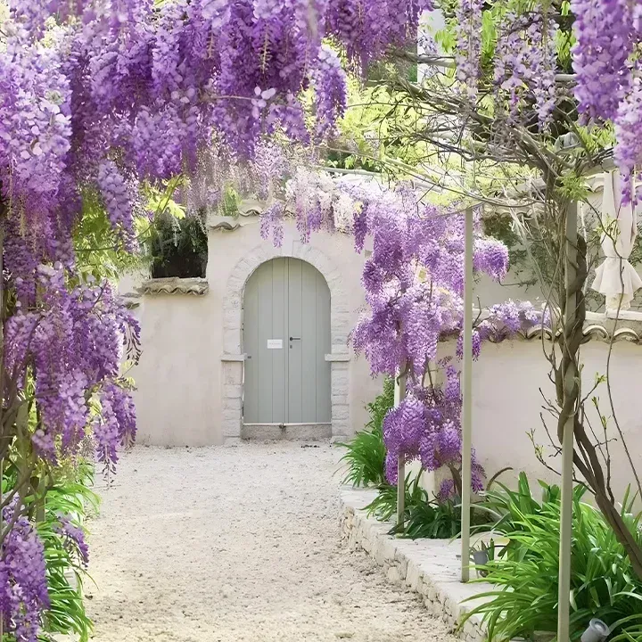 🌸WISTERIA - THE GARDENS CASCADING BEAUTY ALL YEAR ROUND