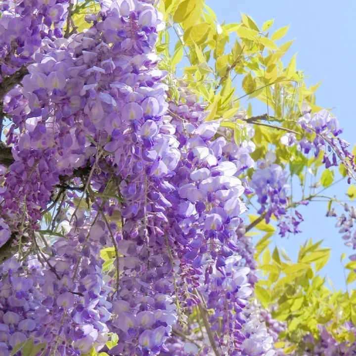 🌸WISTERIA - THE GARDENS CASCADING BEAUTY ALL YEAR ROUND