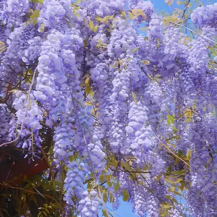🌸WISTERIA - THE GARDENS CASCADING BEAUTY ALL YEAR ROUND