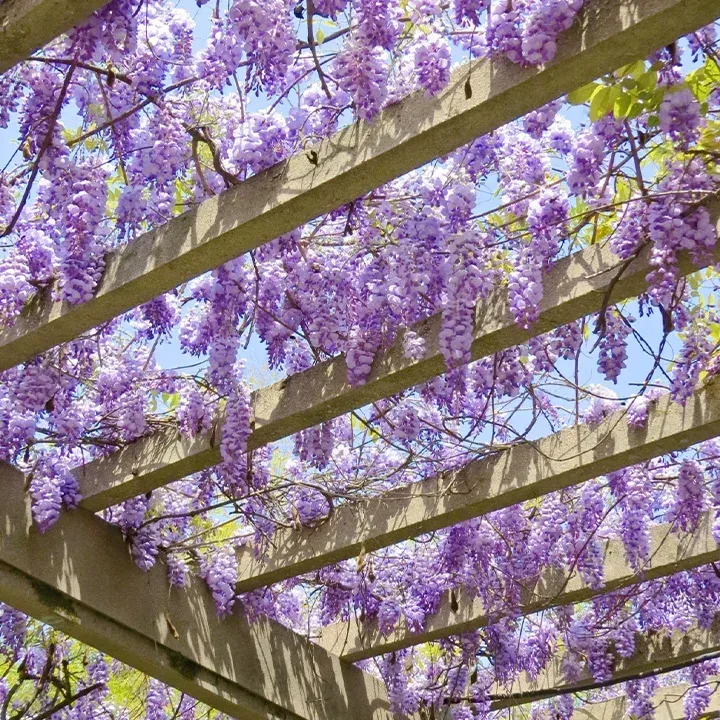 🌸WISTERIA - THE GARDENS CASCADING BEAUTY ALL YEAR ROUND