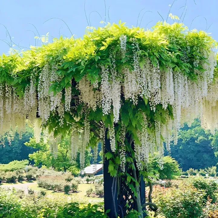 🌸WISTERIA - THE GARDENS CASCADING BEAUTY ALL YEAR ROUND